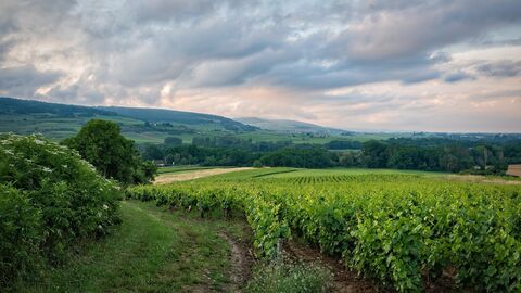 Felder Feld mit Büschen und Bäumen drumherum.